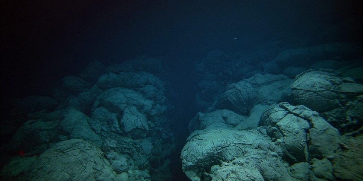 මරියානා ආගාධයෙන් මතු වූ අමුතු සත්තු